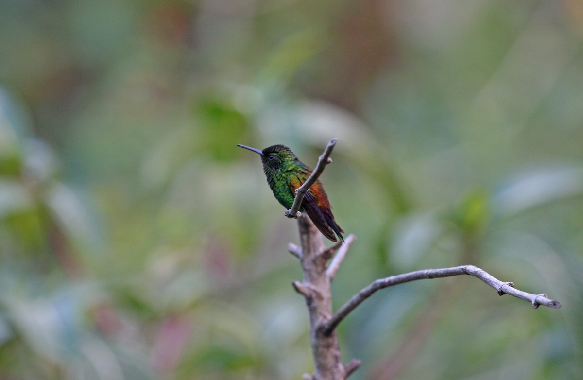 Copper-rumped Hummingbird - ML646090335