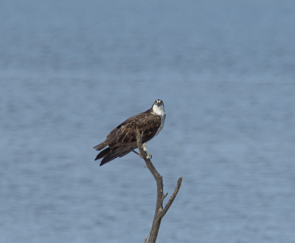 Osprey (American) - ML646090337