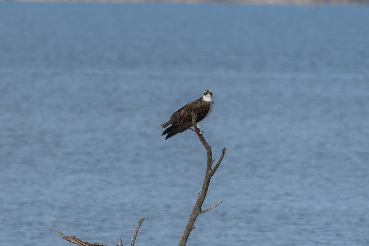 Osprey (American) - ML646090338