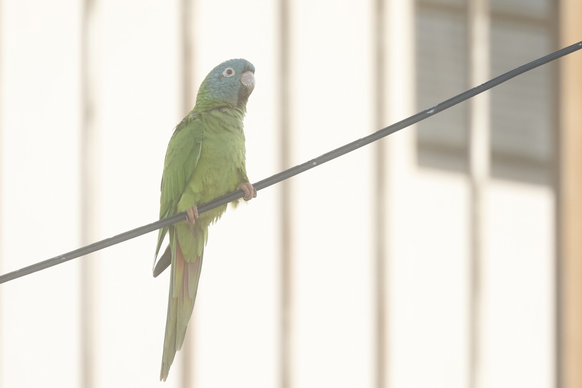 Blue-crowned Parakeet - ML646090340