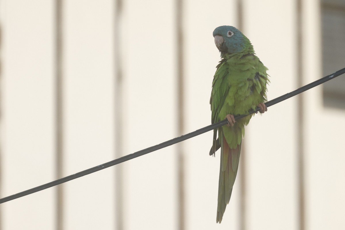 Blue-crowned Parakeet - ML646090341