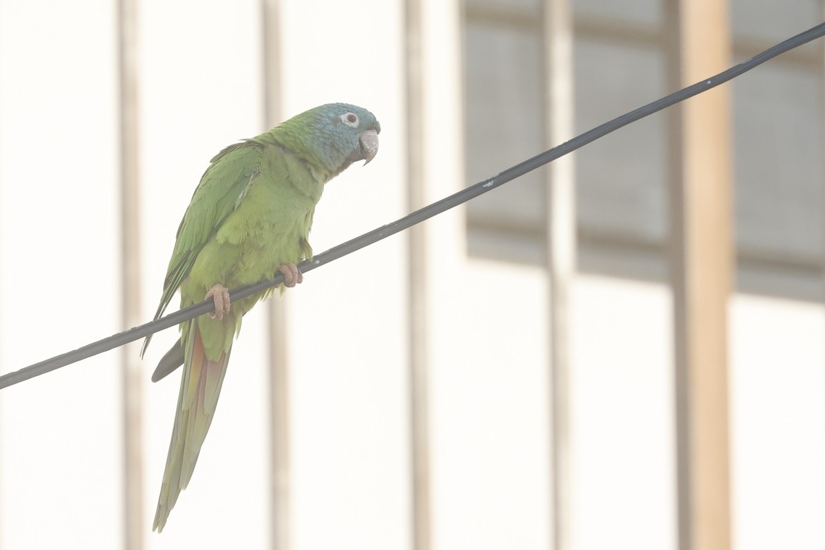Blue-crowned Parakeet - ML646090342