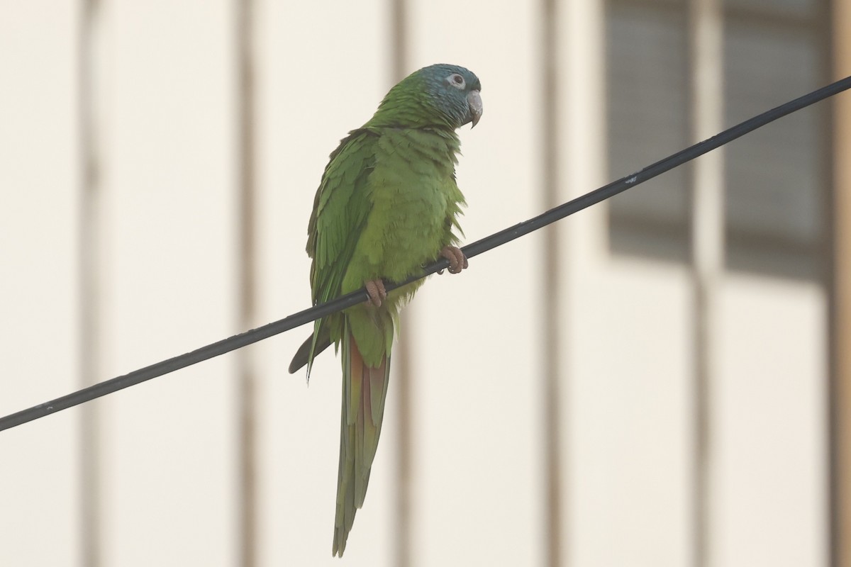 Blue-crowned Parakeet - ML646090343