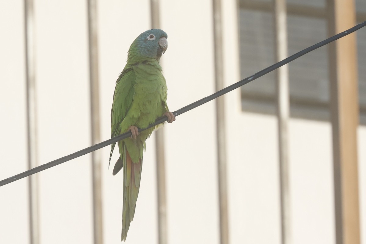Blue-crowned Parakeet - ML646090344