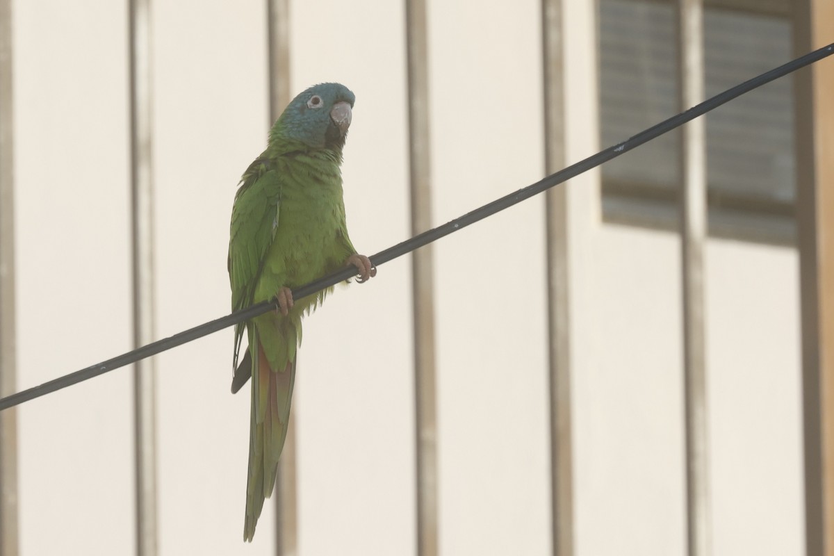 Blue-crowned Parakeet - ML646090345