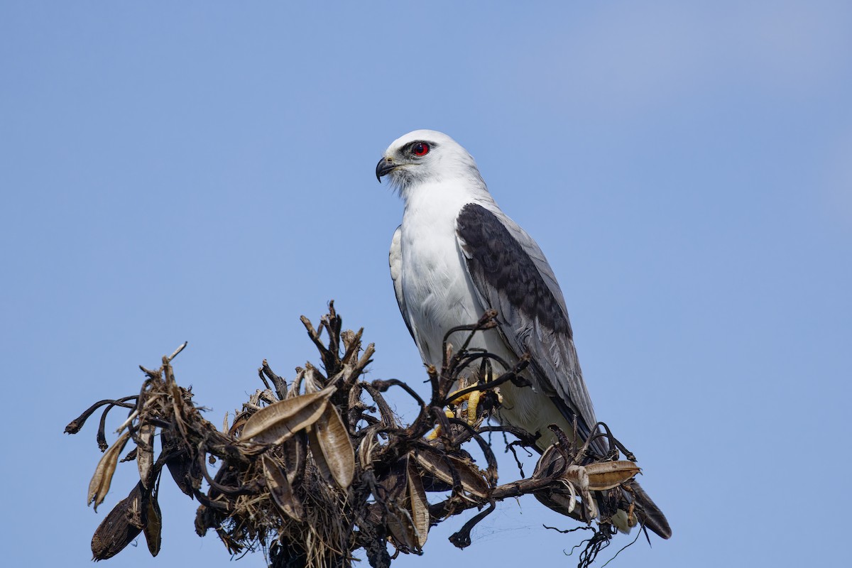 オーストラリアカタグロトビ - ML646090347