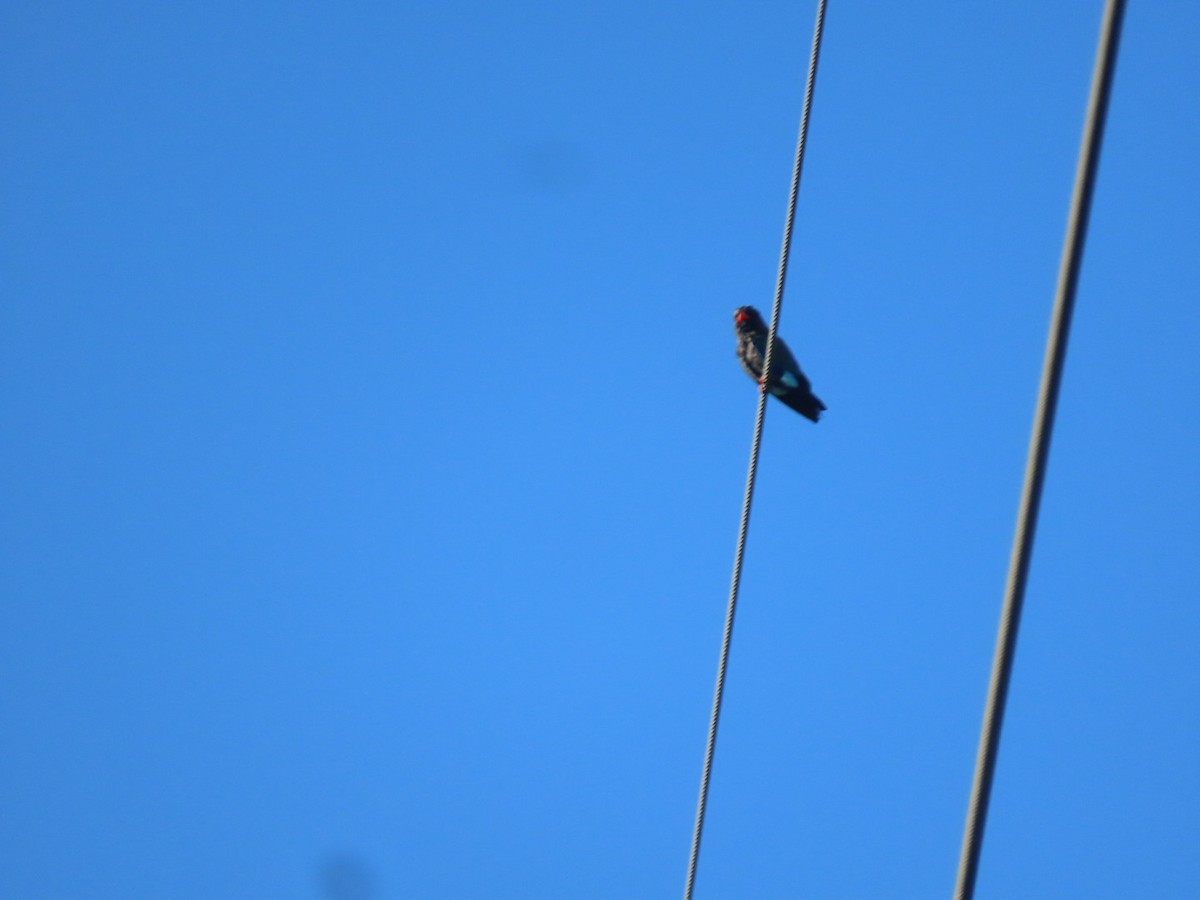 šírozobec východní - ML646090348