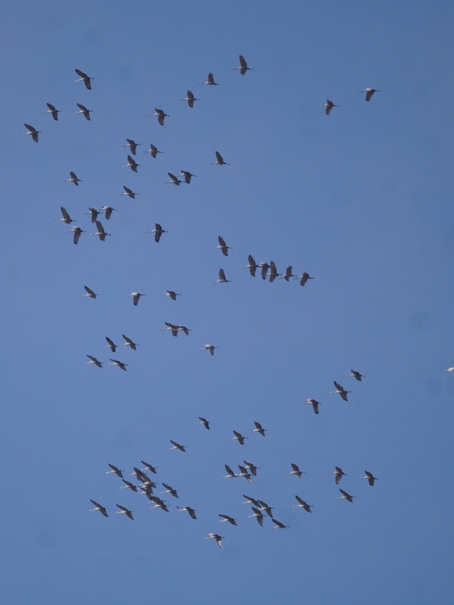 Sandhill Crane - ML646090354