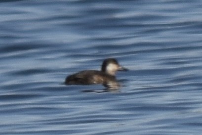 Black Scoter - ML646090362