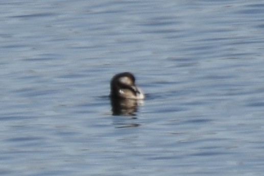 Black Scoter - ML646090364