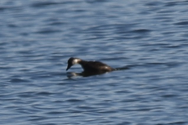 Black Scoter - ML646090365