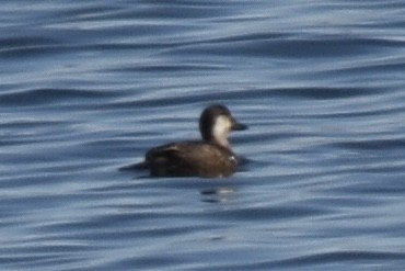 Black Scoter - ML646090366