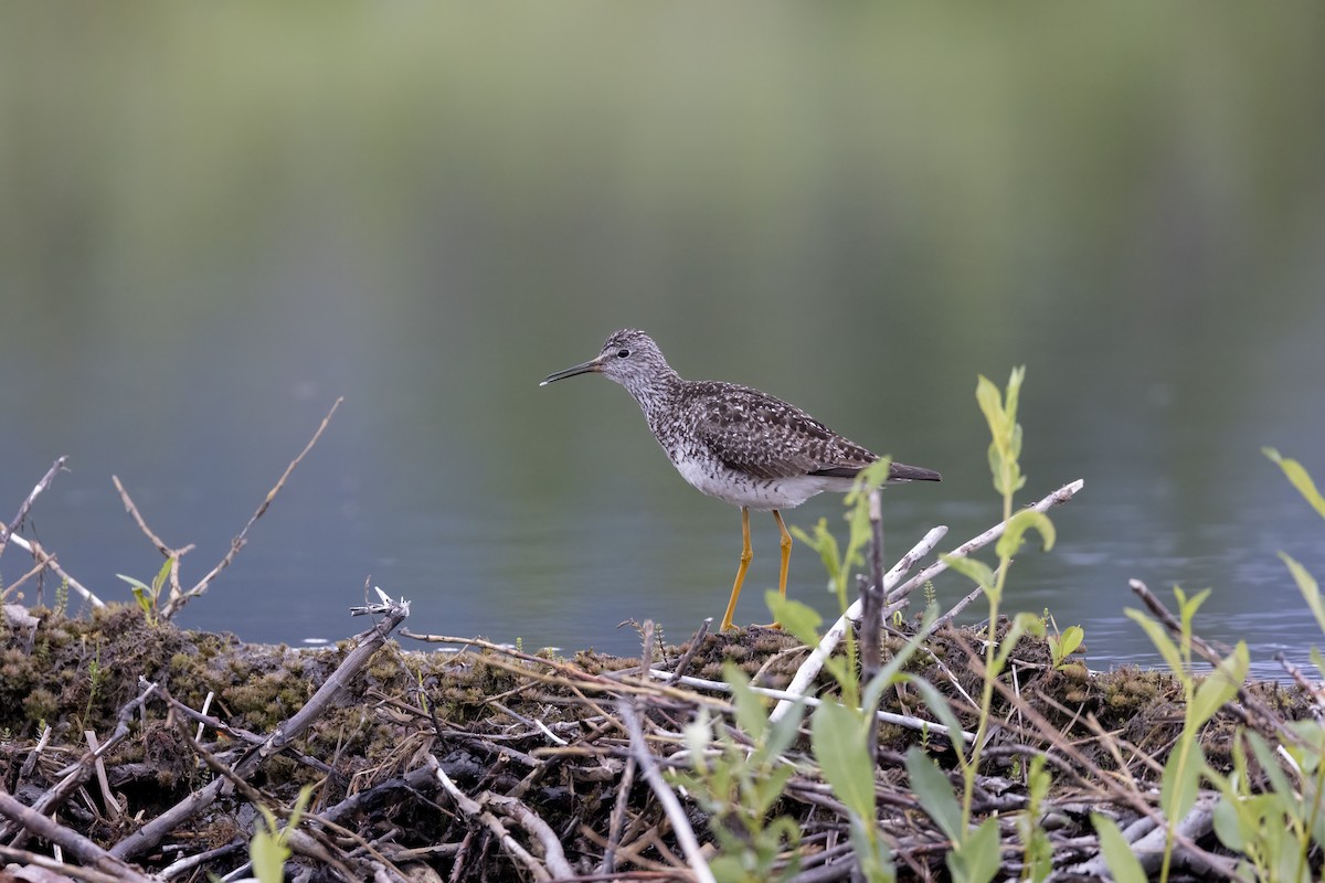 Lesser Yellowlegs - ML646090367