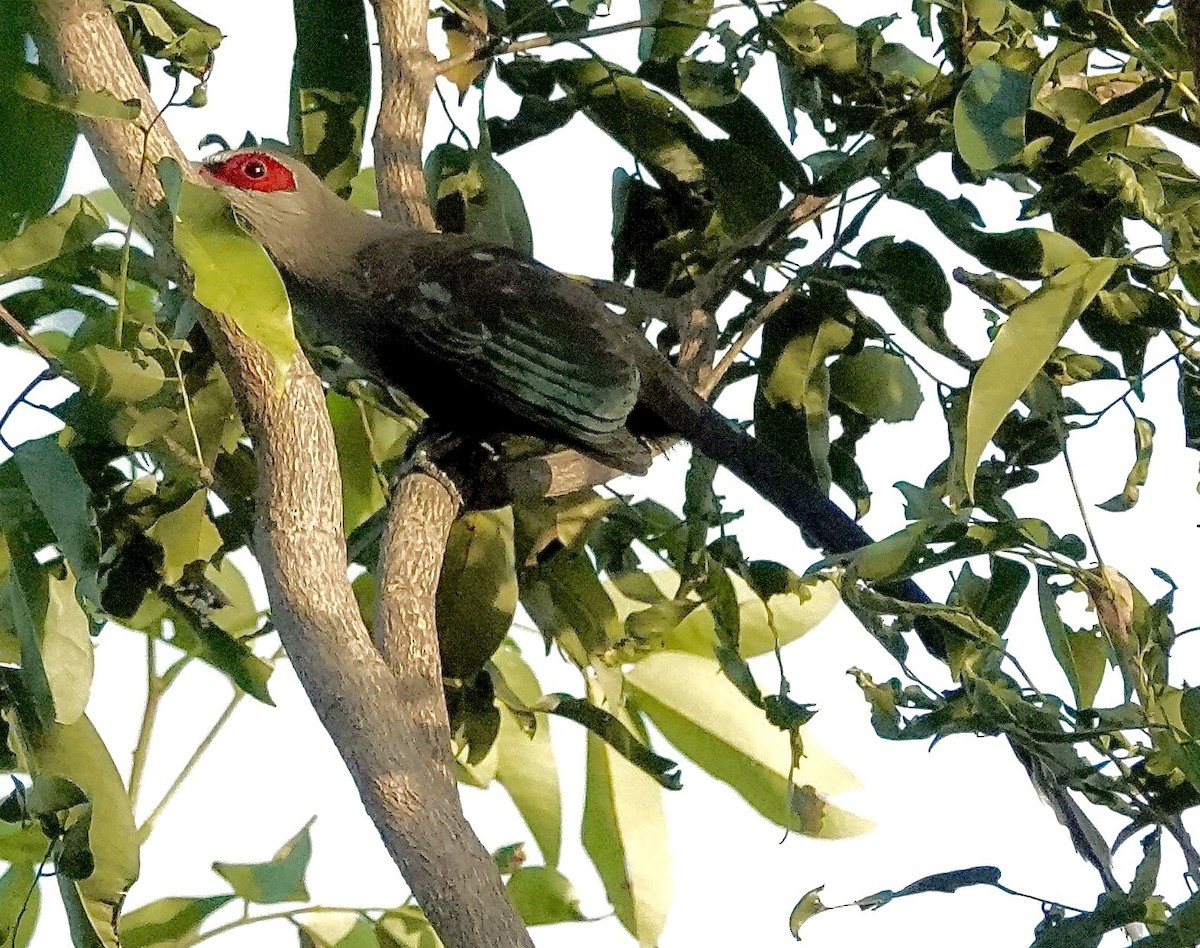 Green-billed Malkoha - ML646090375