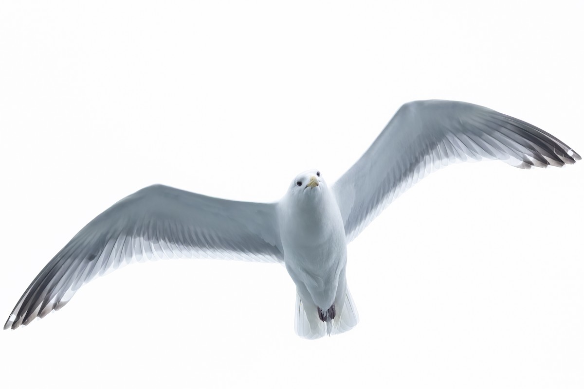 Моевка - ML646090395