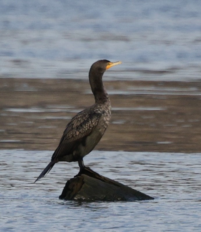 Double-crested Cormorant - ML646090410