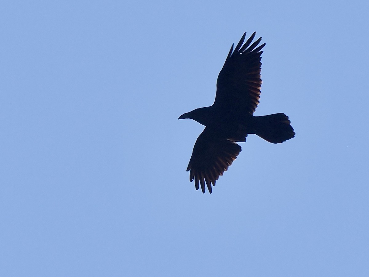 Erroi handia - ML646090411