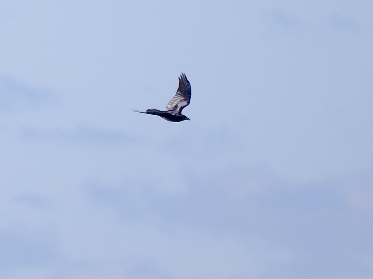 Erroi handia - ML646090412