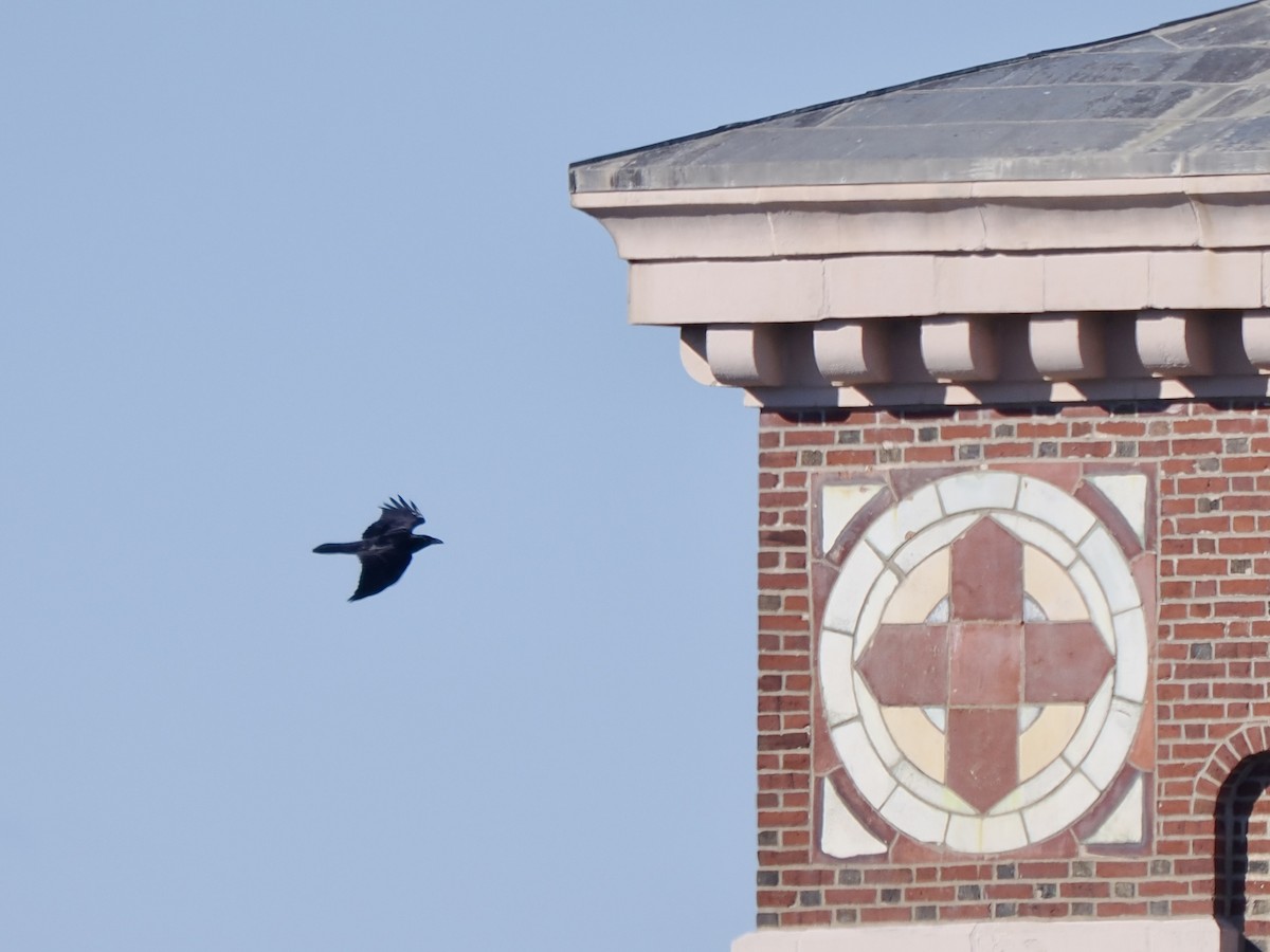 Erroi handia - ML646090413