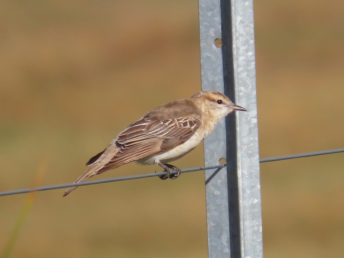 White-winged Triller - ML646090414