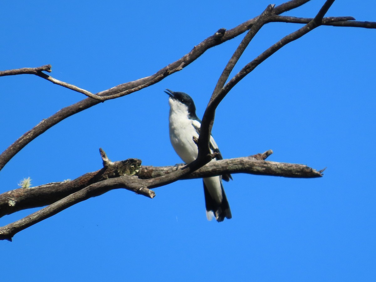 White-winged Triller - ML646090415