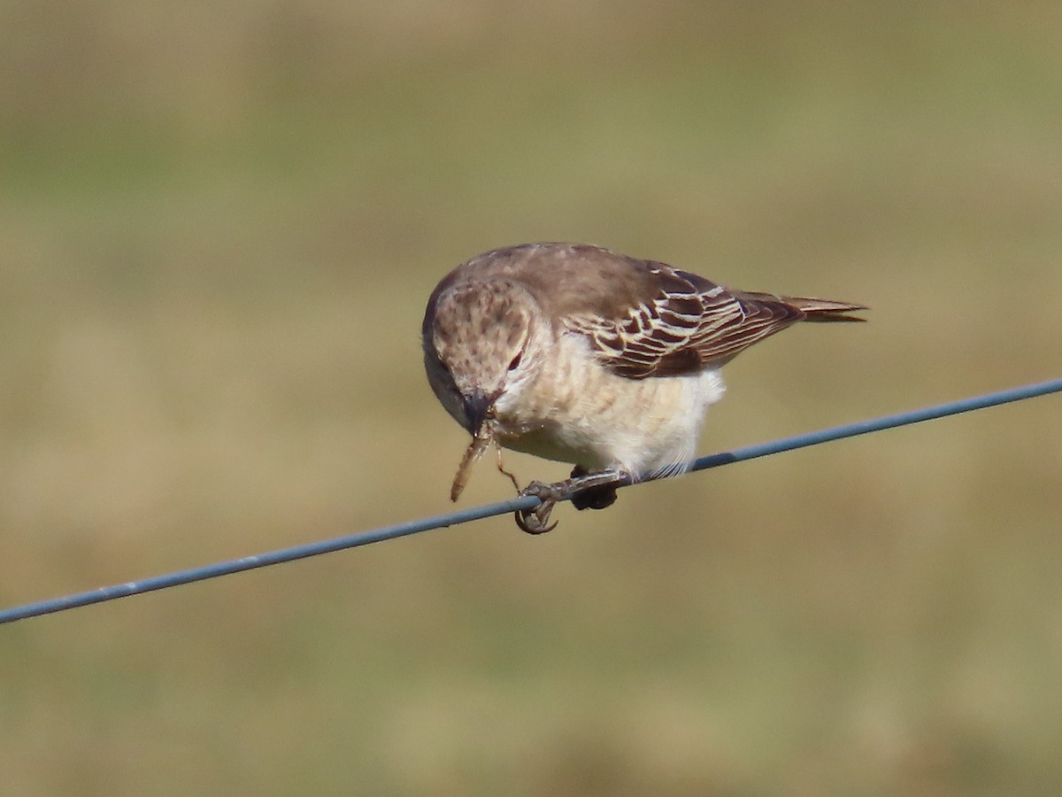 White-winged Triller - ML646090416