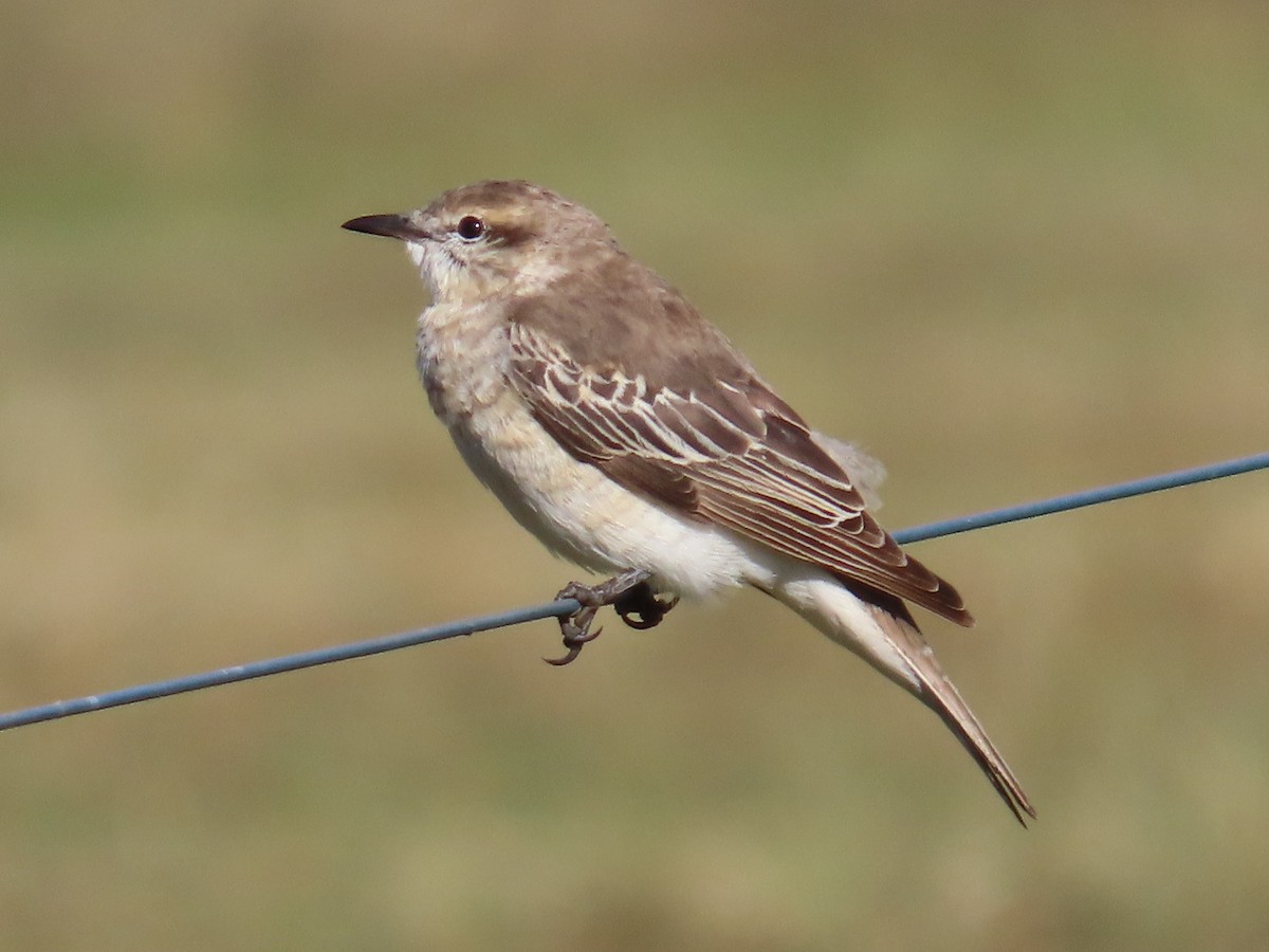 White-winged Triller - ML646090417