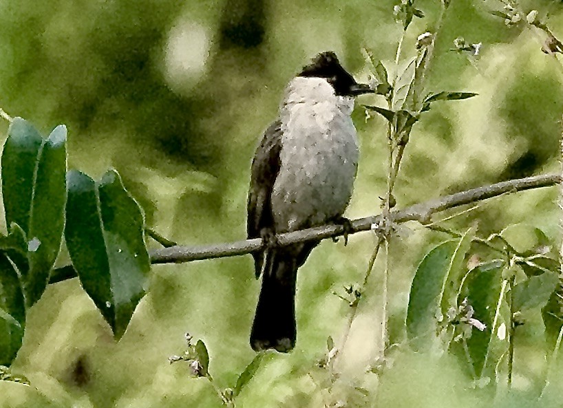 Sooty-headed Bulbul - ML646090419