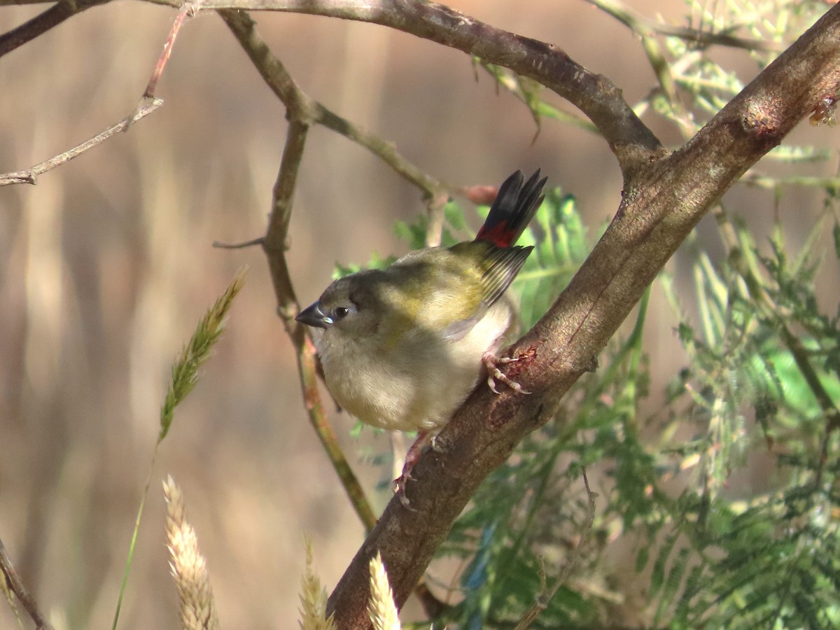 Al Kaşlı Belikınalı - ML646090420