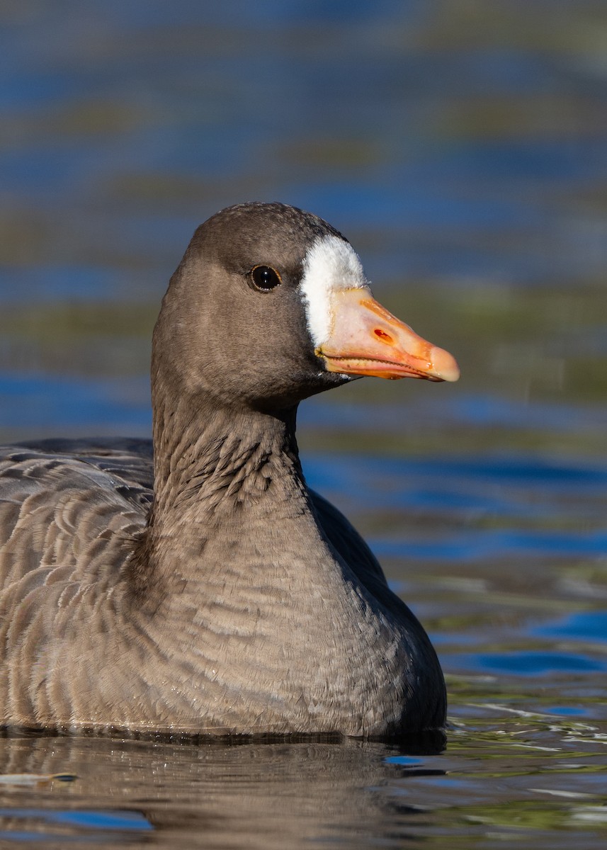 Greater White-fronted Goose - ML646090421