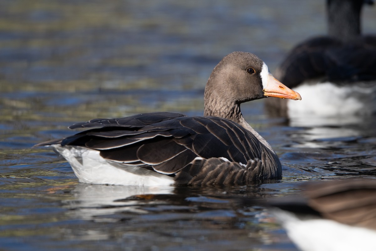 Greater White-fronted Goose - ML646090427