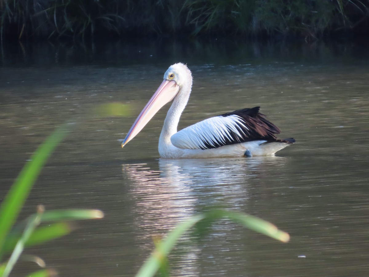 Australian Pelican - ML646090429