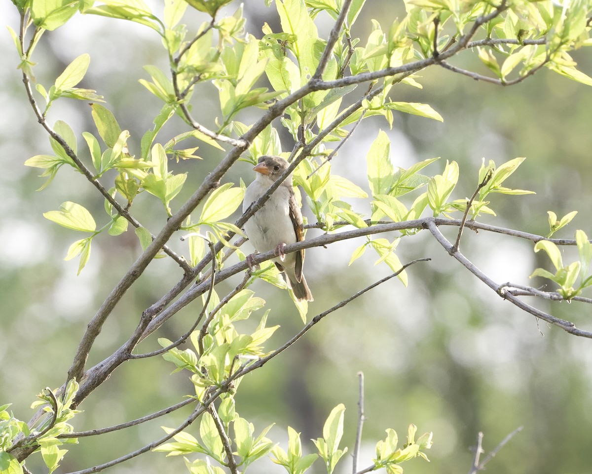 Красноголовый малимб - ML646090436