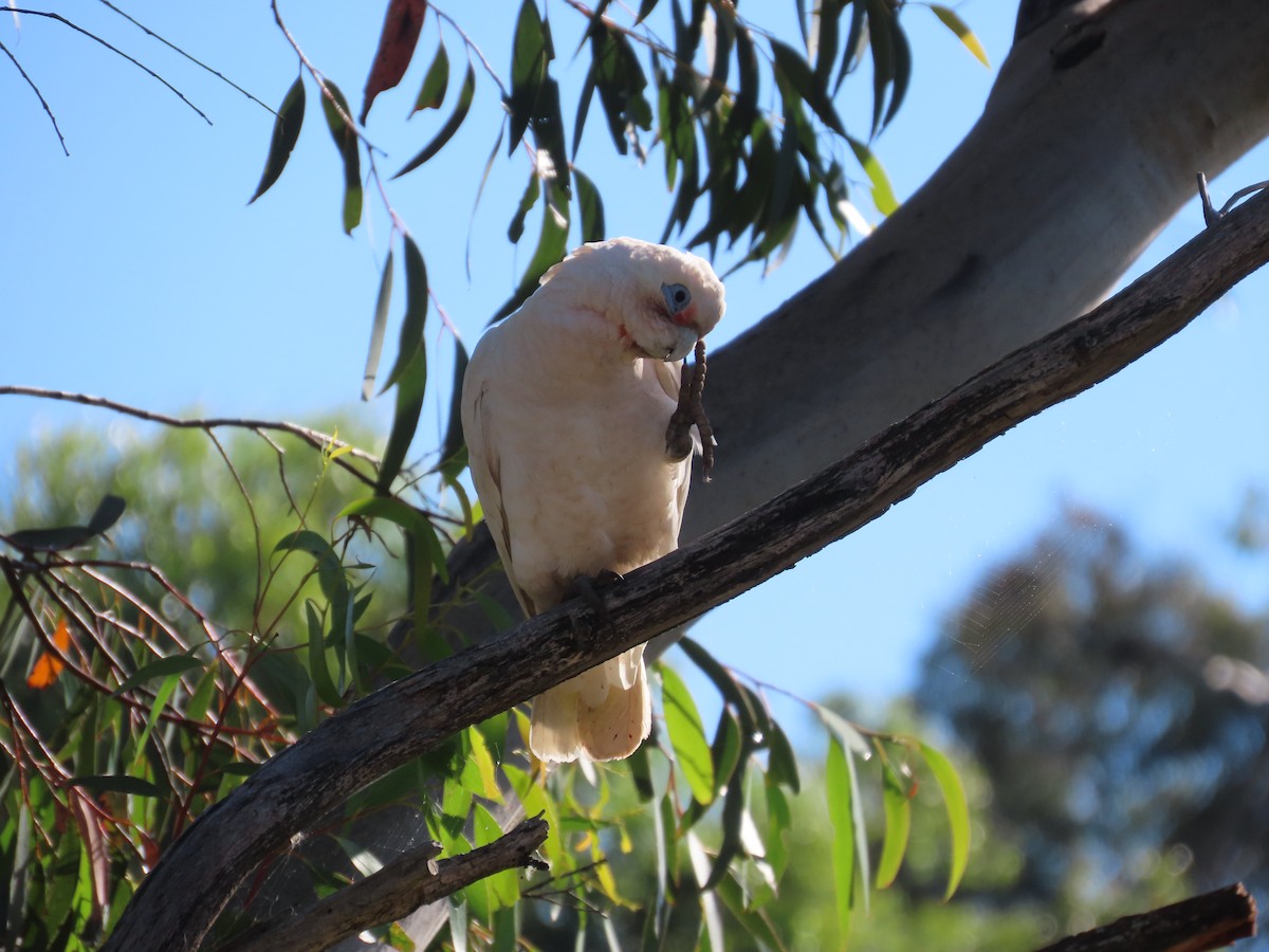 Little Corella - ML646090442