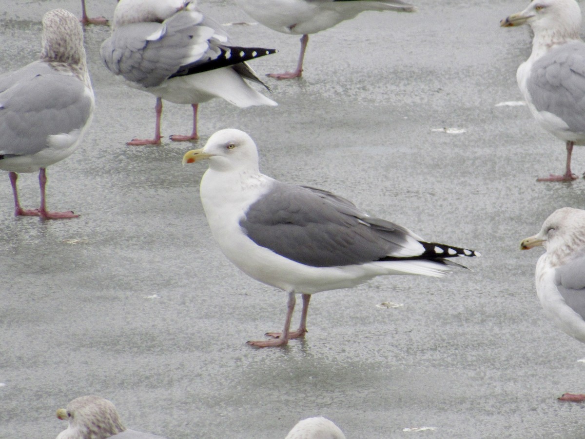 American Herring x Lesser Black-backed Gull (hybrid) - ML646090453
