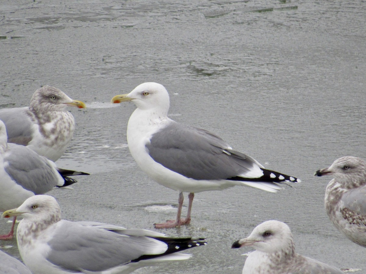 American Herring x Lesser Black-backed Gull (hybrid) - ML646090454