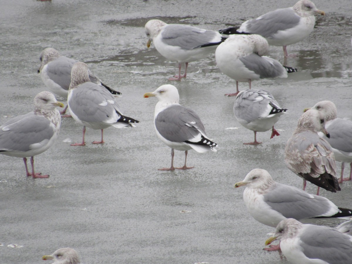 American Herring x Lesser Black-backed Gull (hybrid) - ML646090455
