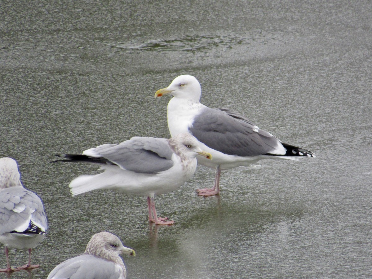 American Herring x Lesser Black-backed Gull (hybrid) - ML646090456