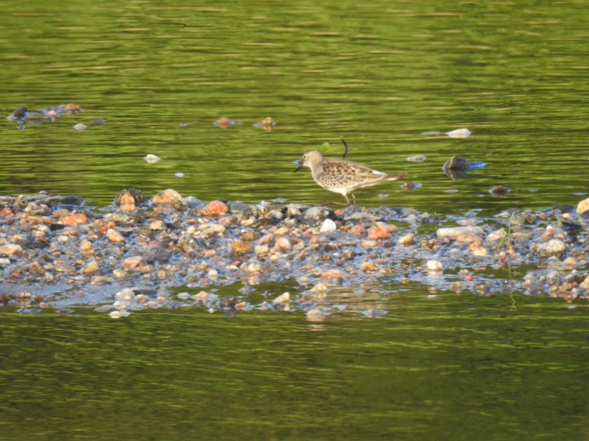 Бонапартов песочник - ML646090458