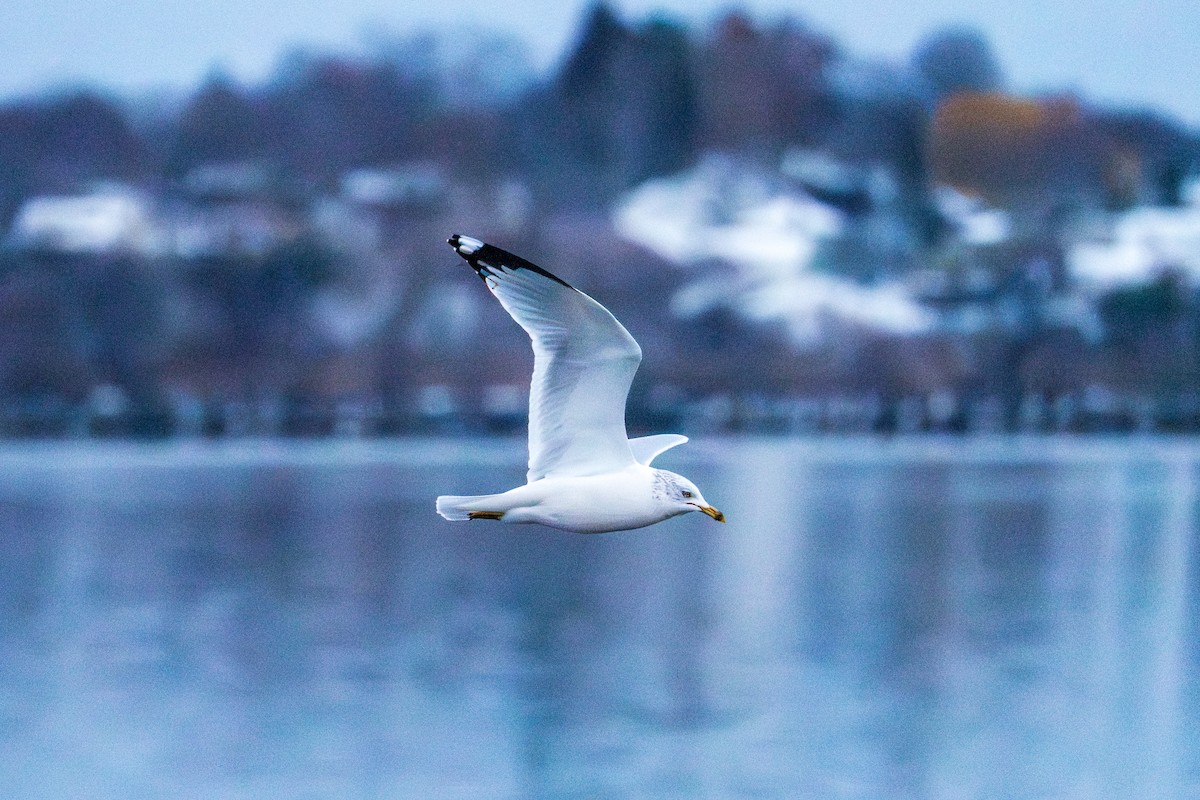 Ring-billed Gull - ML646090460