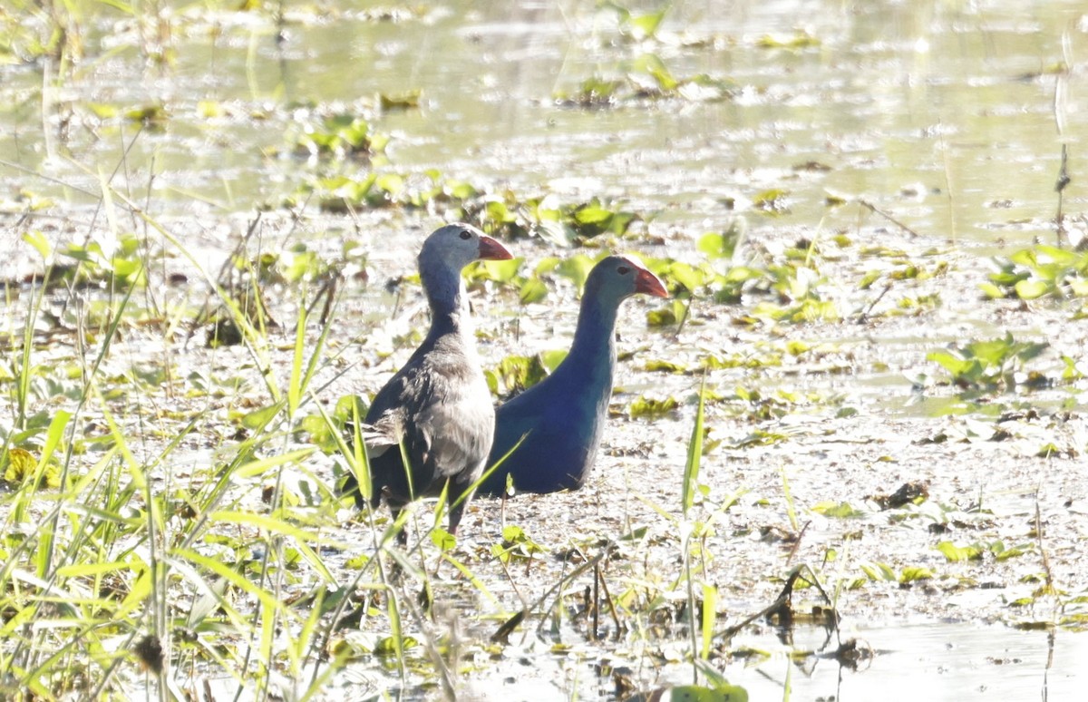 Gray-headed Swamphen - ML646090462