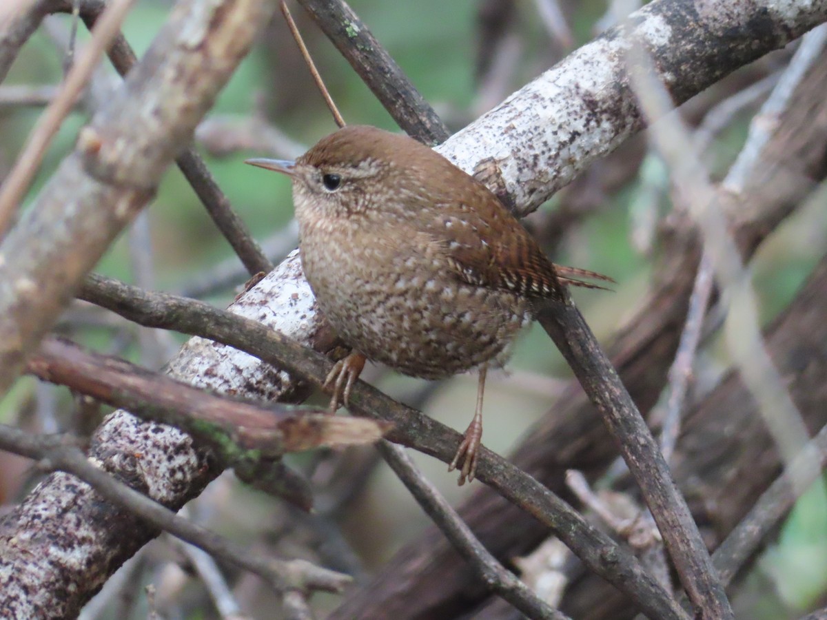 Winter Wren - ML646090465