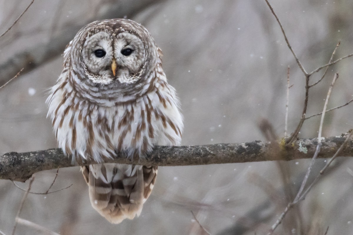 Barred Owl - ML646090466