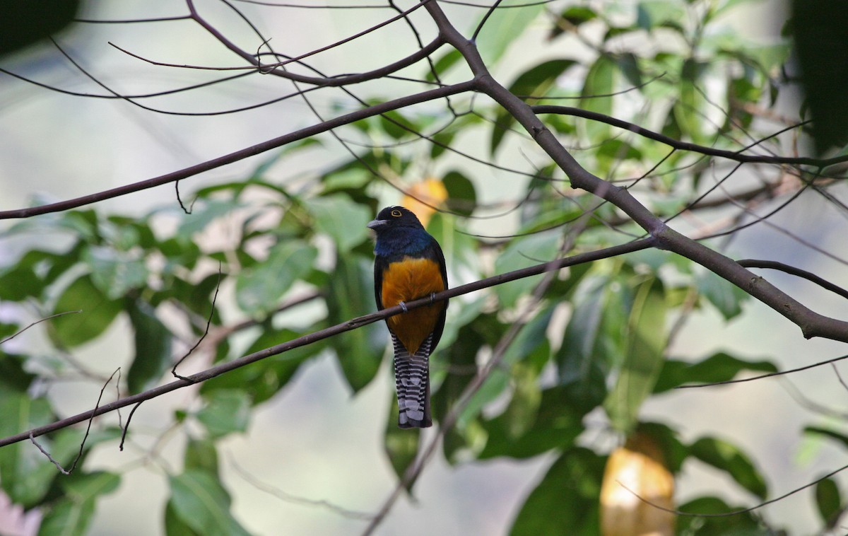 Guianan Violaceous Trogon - ML646090469