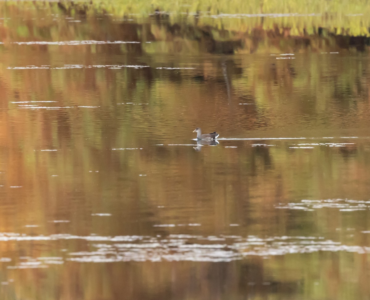Gallinule d'Amérique - ML646090473