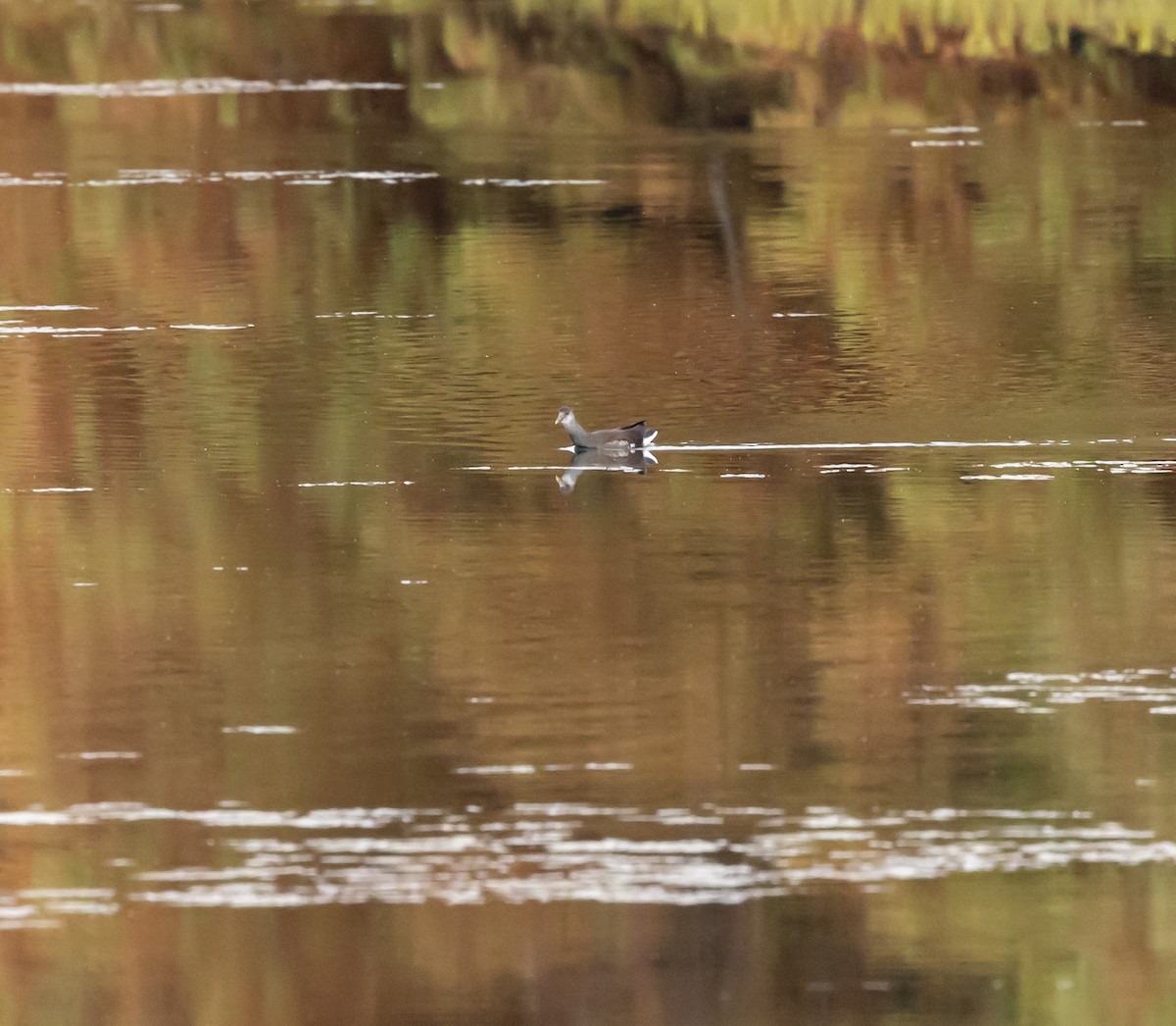 Gallinule d'Amérique - ML646090474