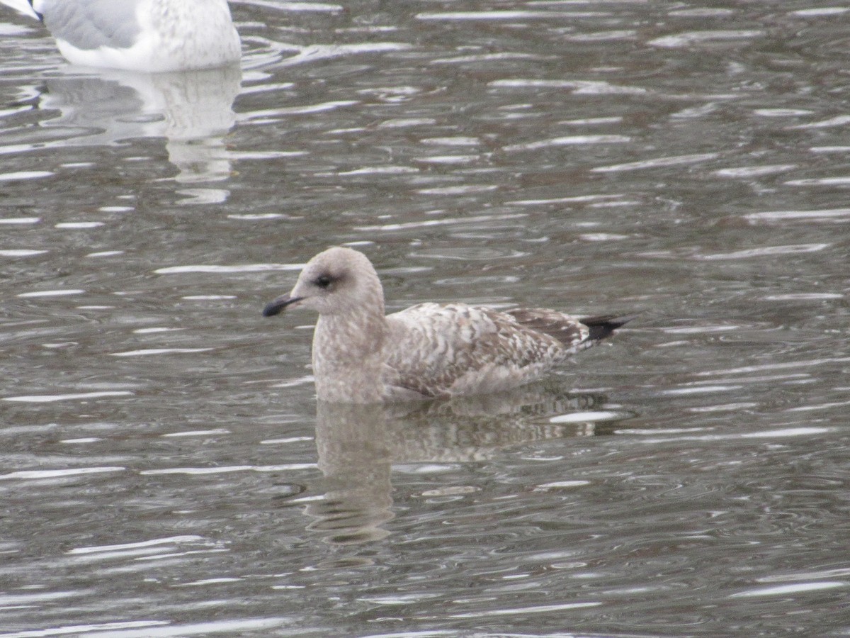 American Herring Gull - ML646090477