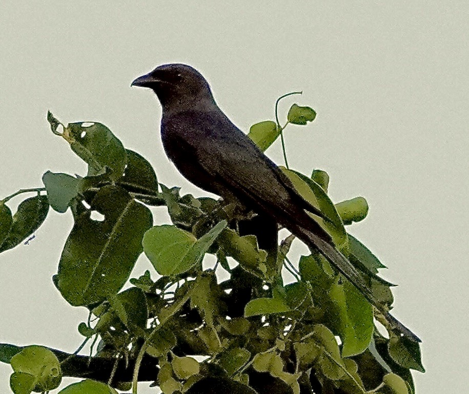 大卷尾 - ML646090479