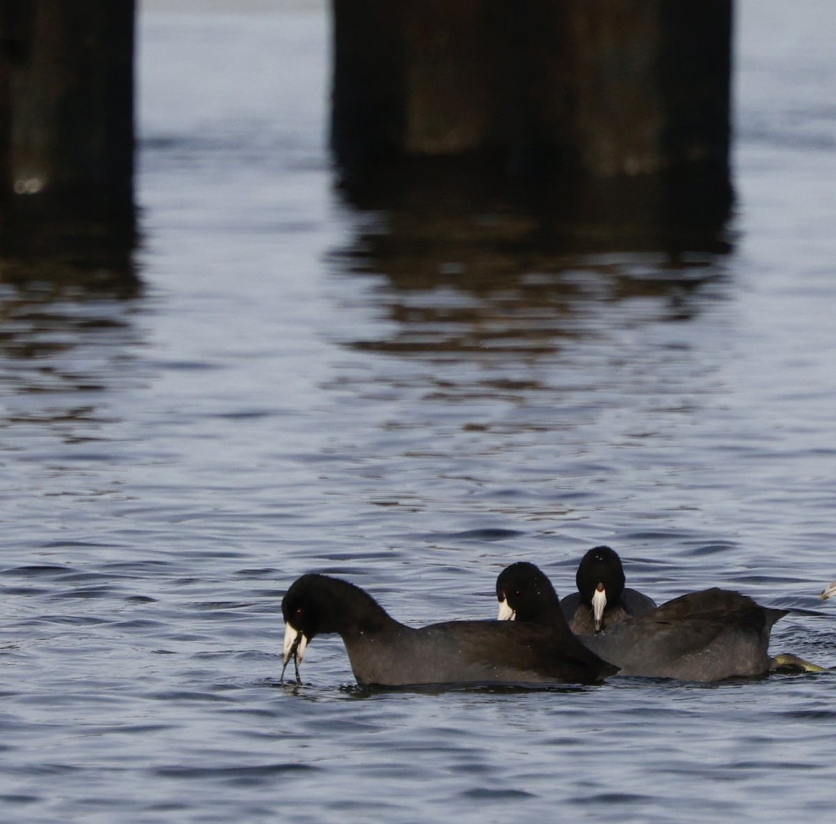 Foulque d'Amérique - ML646090480