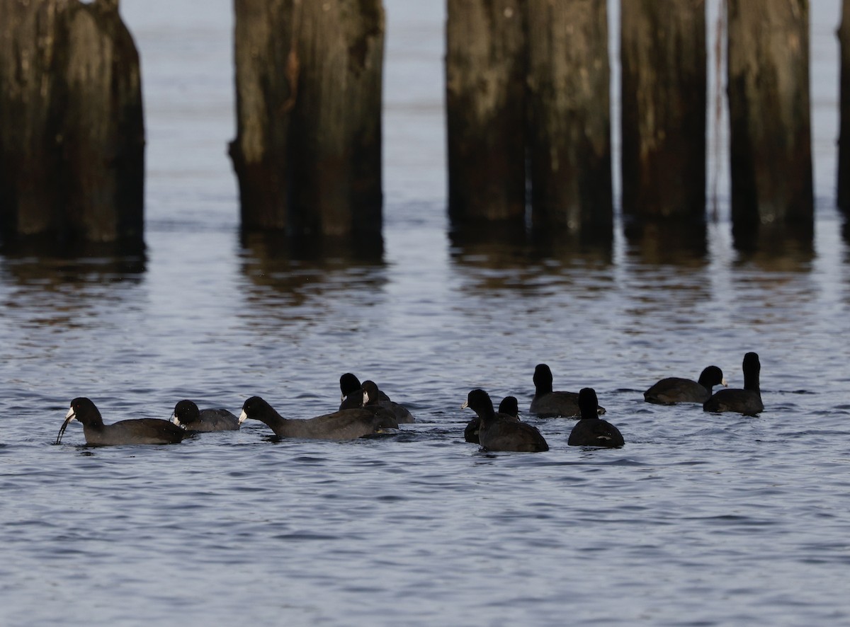 Foulque d'Amérique - ML646090481
